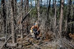 A planter's hands at the end of a work day. Cuts and infections are a normal part of the job and maintaining personal hygiene in a bush environment is a constant challenge.