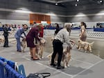 Christy Marley and her four-year-old English Setter Rip (foreground) compete in the Best of Breed portion of the Rose City Classic in Portland, Ore. on January 17, 2026.
