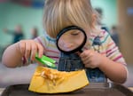 Ada Perez, 4, investigates the insides of a pumpkin at Escuela Viva Community School’s Southeast Portland location, Oct. 26, 2023. 