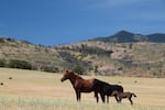 A horse family — an unknown stallion, mare and foal — on the open range near the Soda Mountain Wilderness area, straddling the Oregon and California border, in May 2021. The herd of wild horses are spread out on about 25,000 acres of open range, so Michelle Gough and William Simpson don't see all of them on a regular basis.