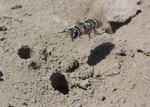 The alkali bee (Nomia melanderi) is slightly smaller than a honey bee, with opalescent stripes that shimmer between yellow, green, red and blue.