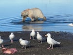 Kaktovik, Alaska observer Carla SimsKayotuk reports that an increased abundance of polar bears near the community is a recent change.