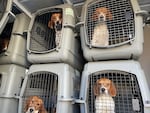 These canines are some of the nearly 500 beagles that Homeward Trails Animal Rescue collected earlier this year from an Envigo research facility in Virginia. Now Homeward Trails is taking in additional beagles from Envigo, which bred the dogs for pharmaceutical research, after a federal judge ordered thousands of remaining dogs to be released.