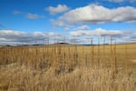 Mullein stalks ring the edge of an irrigated field owned by Green Alpha, LLC in Malheur County's Cow Valley.