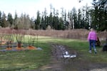 Cindy Hodges walks the edge of her family's farm outside Hillsboro on March 14, 2023. Blueberry bushes are to her left and the urban growth boundary lies near the trees to her right.