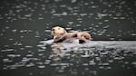 A sea otter mother and her baby swim in the icy waters of Alaska's Prince William Sound.