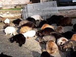 These are some of the very last cats collected from the Gold Beach jetty this spring. All were spayed, neutered, vaccinated and dewormed. Some went to homes, others to stores or barns, and some were taken to an animal sanctuary in Florence.