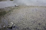 A shopping cart protrudes from the Columbia Slough on June 22, 2023.