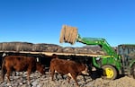 Pat Stanko uses a tractor to feed his cattle in northwest Colorado. The Stankos say they've seen wolves near their property years ago, but they avoided attacking livestock. 