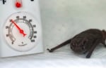 A Mexican free-tailed bat hangs out in an incubator after getting some fluids.