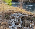 Thousands of young salmon died after the truck crash, unable to reach nearby Lookingglass Creek in northeast Oregon.