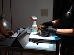 When animal care providers receive confiscated animals, they’re often malnourished, sick and distressed. Each animal is inspected and triaged to give it specific care.