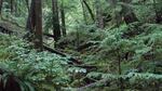 Old-growth forest at the H.J. Andrews Experimental Forest near Blue River.