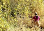 Jeanine Moy, Vesper Meadow’s education director, wades into a willow thicket.