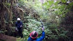 As the field crew bushwhacks through the dense coastal forest, they stop periodically to scan the canopy with an antenna, hoping to hear the beep that would signal the murrelet's radio transmitter tag is nearby.