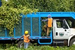 Workers harvesting hops at Coleman Agriculture near St. Paul, Ore., Sep. 3, 2025.
