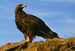 FILE-In this undated file photo, a golden eagle rests on top of the canyon at the Snake River Birds of Prey National Conservation Area, near Boise, Idaho.