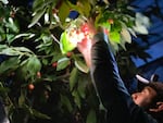 Serafin Rodriguez Cortes, 21, of Kennewick, picks cherries in a greenhouse at night outside the Tri-Cities.