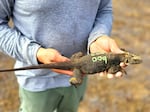 Officials monitoring the iguanas inspect the population for new lizards of varying ages, which indicates the species is reproducing on its own.