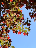 Fall colors in Southwest Portland, Oct. 12, 2022.