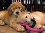 Puppies play in a cage at a pet store in Columbia, Md., in 2019. New York has become the latest state to ban the sale of cats, dogs, and rabbits in pet stores in an attempt to target commercial breeding operations. Maryland banned such sales in 2020.