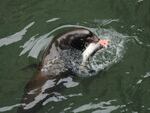 Sea lions have been eating steelhead and other fish at Willamette Falls in ever greater numbers.