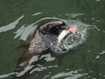 Sea lions have been eating steelhead and other fish at Willamette Falls in ever greater numbers.