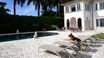 A German shepherd sits poolside on a lounge chair at a mansion in Miami.