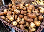 In the grand scheme of things, there are no "small potatoes", especially when determining the official state vegetable.