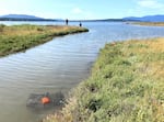 A program of intensive, year-round trapping at the Lummi Sea Pond near Bellingham, pictured here on July 6, 2023, is part of Washington state’s emergency measures to control European green crabs. 