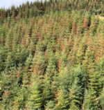 A mixed stand of Douglas-fir and western hemlock scorched near Seaside, Oregon following the 2021 heat dome.