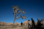 In this Jan. 10, 2019 file photo people visit Joshua Tree National Park in Southern California's Mojave Desert.