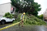 Sun., Aug. 20: A worker drags caution tape to block off Pico Boulevard after a tree fell in Los Angeles.