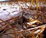 An Oregon spotted frog. A federal judge has halted cattle grazing in the Fremont-Winema National Forest over concerns of impact to the Oregon spotted frog.
