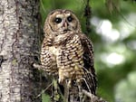 In this May 8, 2003, file photo, a northern spotted owl sits on a tree branch in the Deschutes National Forest near Camp Sherman, Ore. The Trump administration cut the threatened owl's critical habitat protections by 3.4 million acres.