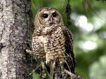 In this May 8, 2003, file photo, a northern spotted owl sits on a tree branch in the Deschutes National Forest near Camp Sherman, Ore. The Trump administration cut the threatened owl's critical habitat protections by 3.4 million acres.