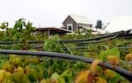 A field of raspberry bushes at Our Table Cooperative farm in Sherwood, Ore., Sep. 12, 2024.