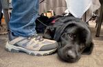 A black lab dog lays on a carpeted floor under a table to the right of his owner's sneaker and leg.