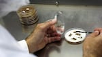 Paul Stamets cultures mycelium at his laboratory near Olympia, Washington.