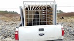 A sea lion is relocated from Willamette Falls to the Oregon coast in the back of a pickup truck.