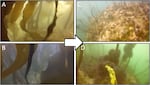 Examples from the GoPro videos researchers capture of the changes to the sampling stations as the sea urchins have turned thriving kelp forests (left) into barren wastelands (right).