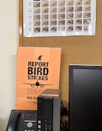 Bird Strike