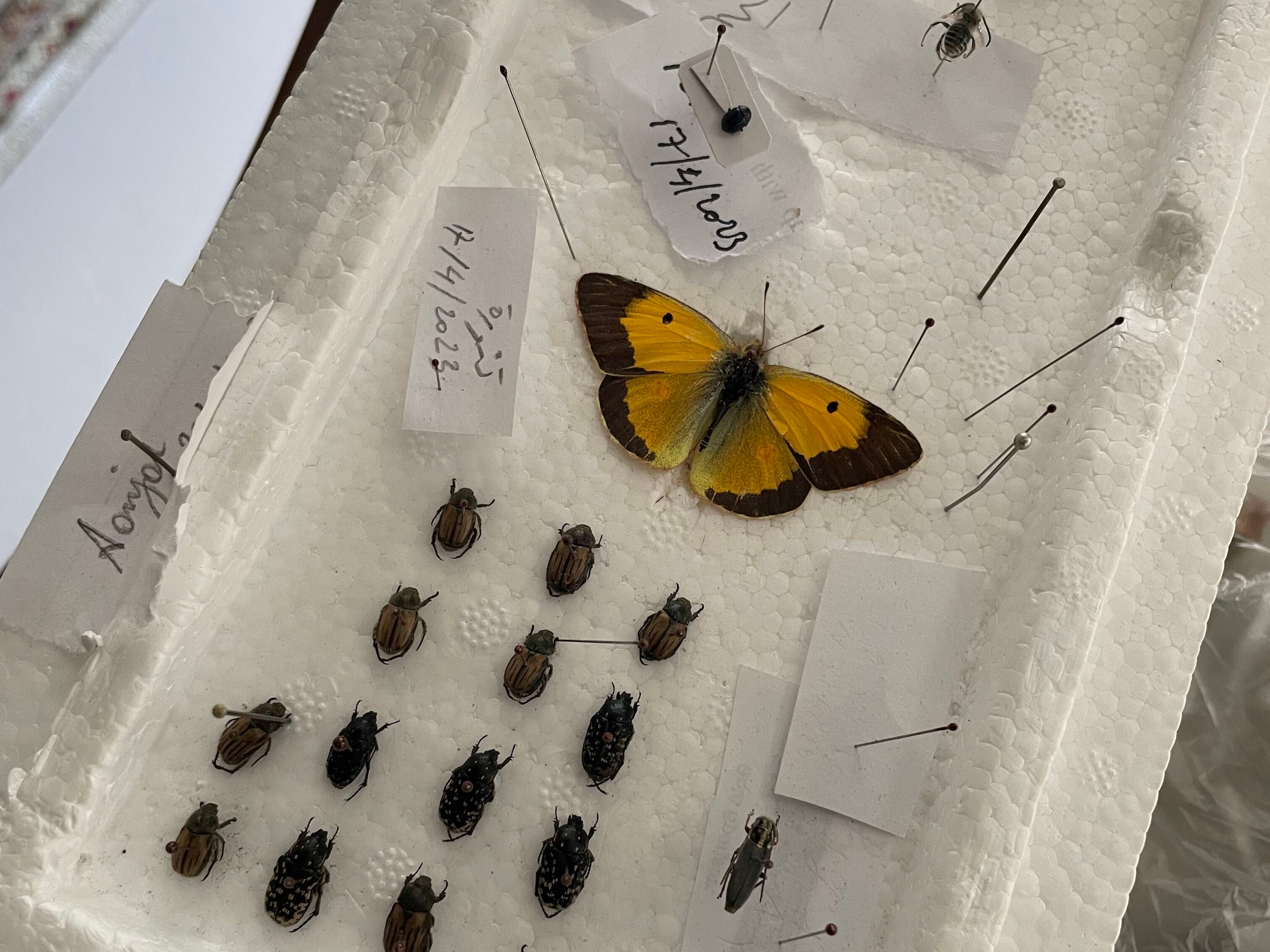 Azar’s collection includes insects as well, including these beetles and butterflies.