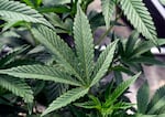 FILE - Marijuana plants are seen at a growing facility in Washington County, N.Y., May 12, 2023. Washington state’s booming cannabis industry drives growth in certificate programs, attracting adults seeking career changes and specialized training.