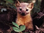 The American pine marten, a member of the marten family, is closely related to the rare coastal marten.