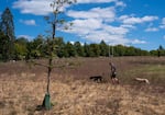 A watering bag slowly hydrates an Oregon white oak, also known as a Garry oak, as a walker passes by on the Reed College campus in Portland, Ore., Aug. 28, 2026.