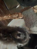 Matthew Decker shows off an ax he found in his front yard with a root handle.