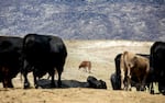 Cattle in the Wright family feedlot graze in front of a hill burned in the Durkee fire near Vale, Ore., July 31, 2024. Lee Wright lost nearly twenty thousand acres of grazing land to the fire, meaning he will likely have to lease other pastures for his herd, or sell those he can't afford to feed. 