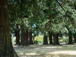 Large trees line an edge of Oppenlander Field, one of two sites in West Linn where developers plan to build a total of 365 new homes.