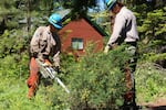 Workers with the Kittitas County Fuels Crew cut down a small tree near Roslyn, Wash.